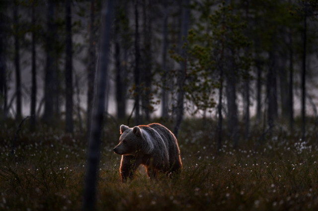 METEOFOR: Animal rights activists warn that hunting could lead to bear ...