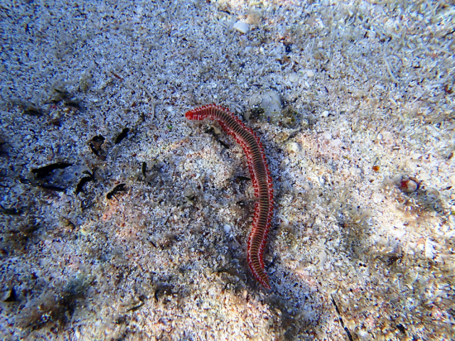 METEOFOR: Creepy venomous worms found on Texas beach